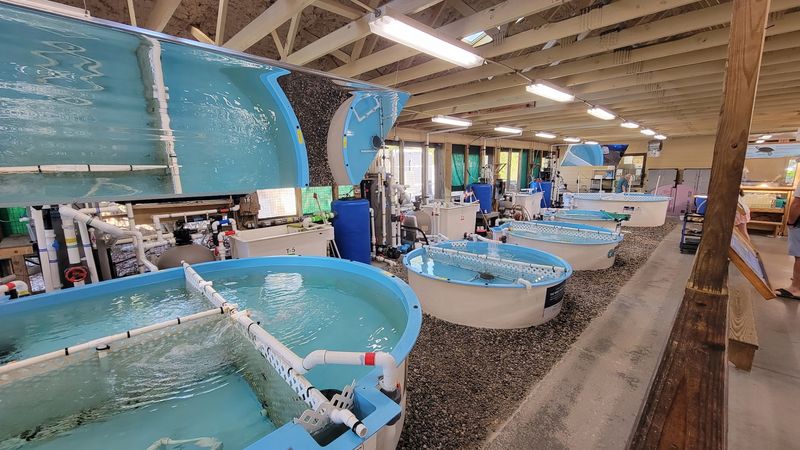 Georgia Sea Turtle Center — Conservation Up Close