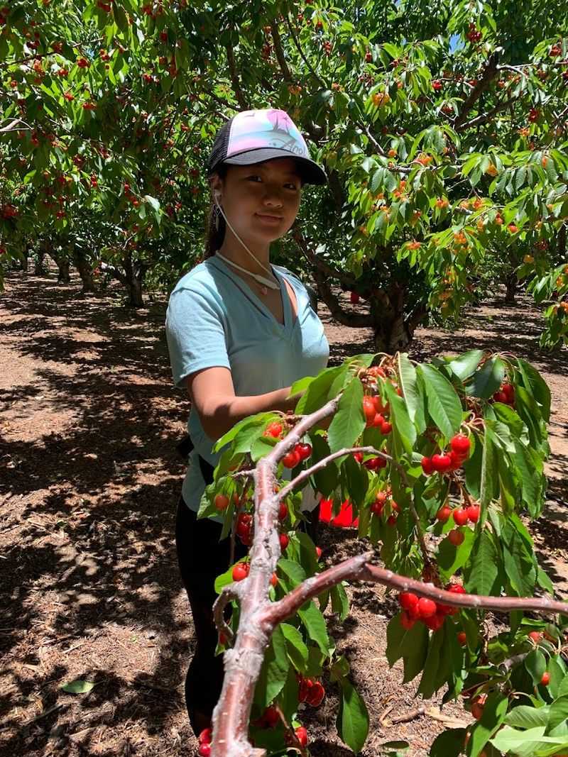 Cherry Varieties Worth Knowing Before You Go