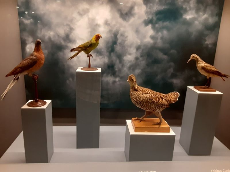 Reasons This New York Museum Deserves Way More Of Your Time Than You Planned To Give It - Decor Hint The Bird And Wildlife Displays Are Visually Impressive