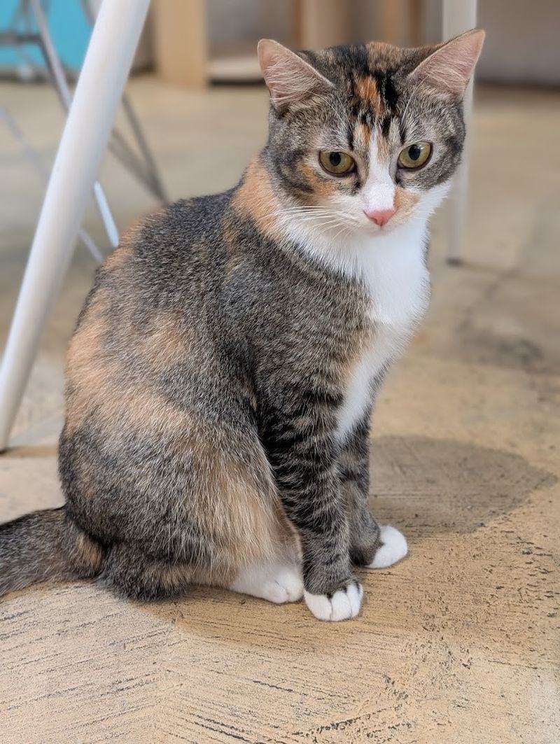 Children Must Be At Least 9 Years Old To Enter The Cat Lounge