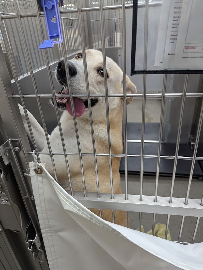 How Connecticut Humane Society Saves Lives