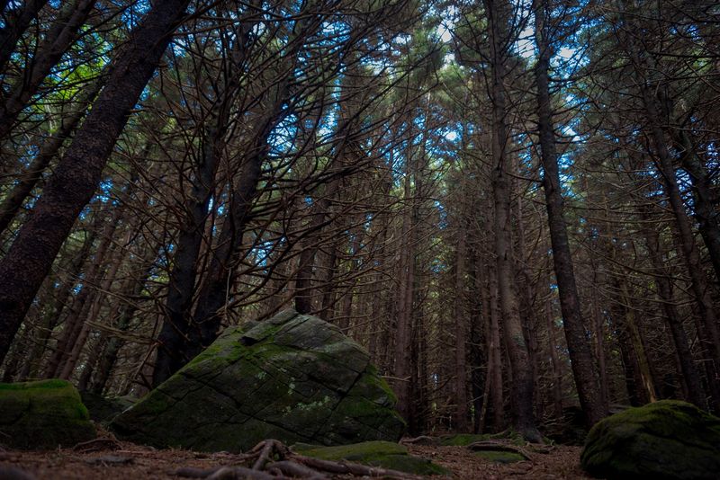 Wildlife That Thrives In This High Elevation Habitat