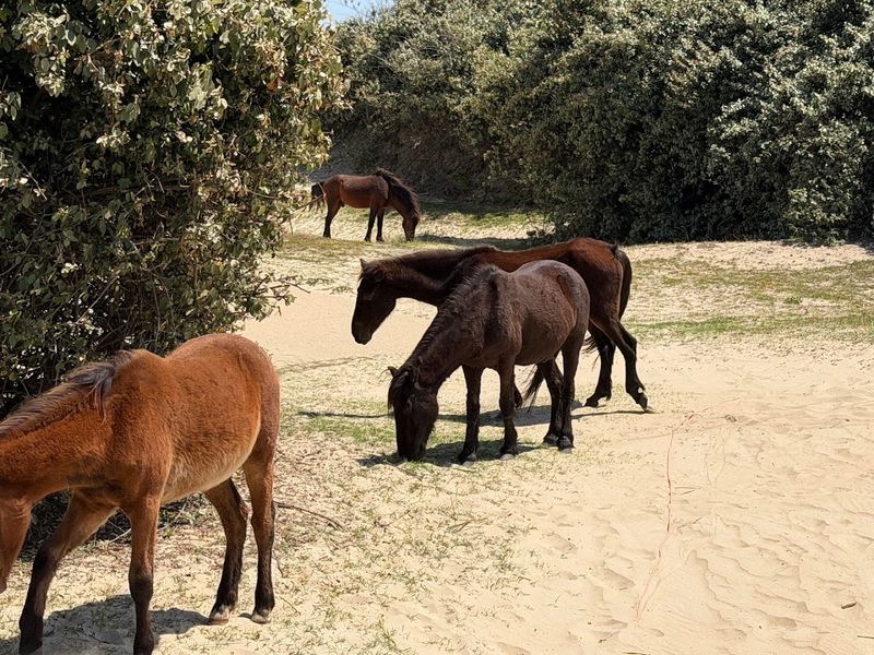 The Spanish Mustang Heritage Behind the Herd