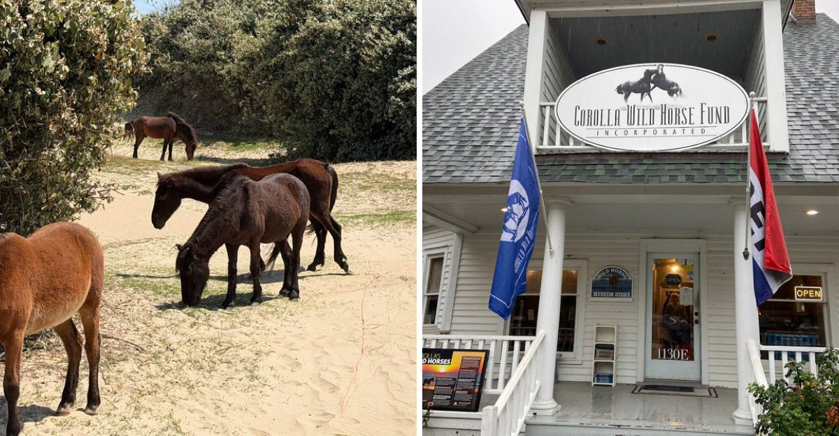 The North Carolina Outer Banks Has A Wild Horse Watching Tradition In Corolla Visitors Should Not Rush - Decor Hint
