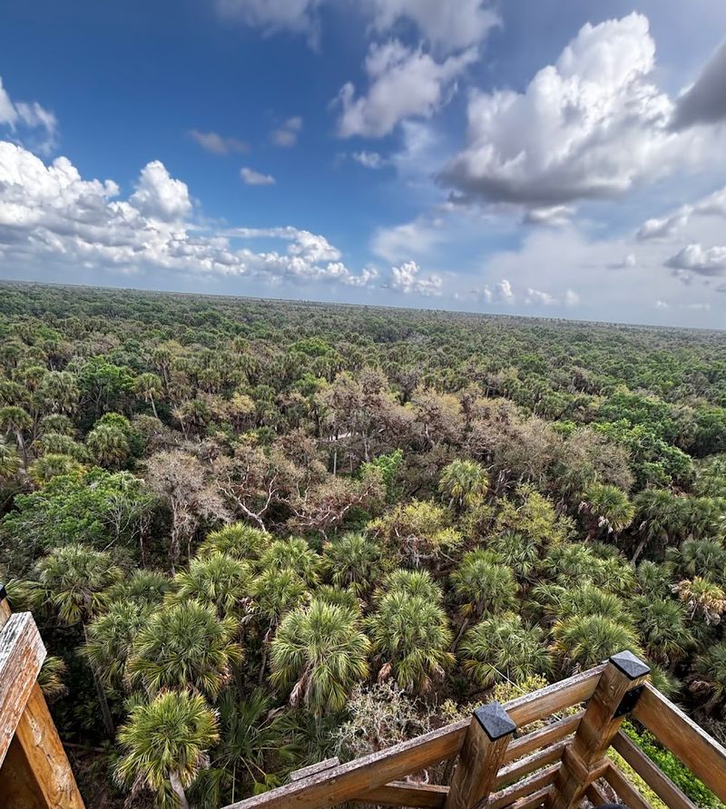 Why The Forest Floor Looks So Different From Up Here