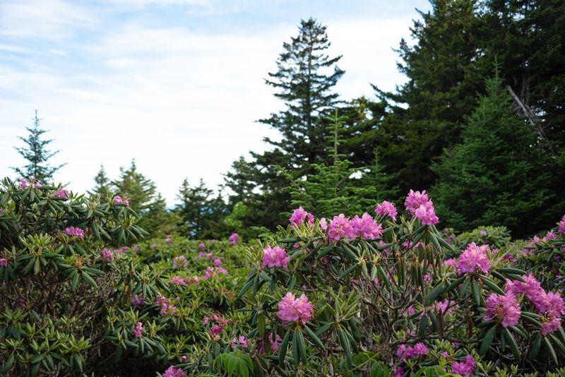 Rhododendron Gardens That Turn The Mountain Purple Each June