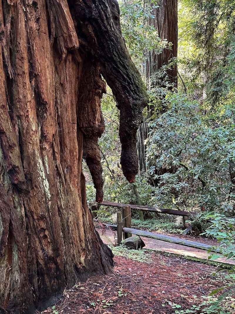 The Icicle Tree Has Unusual Burl Formations Along Its Trunk