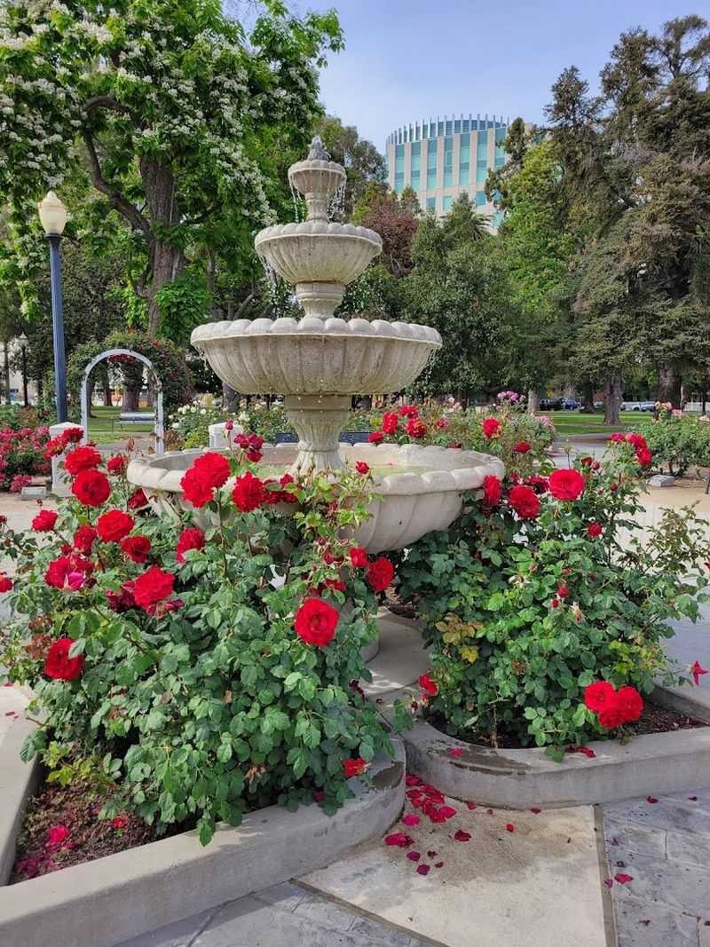Most People Don't Know About This Stunning 40-Acre Rose Garden In California - Decor Hint A Test Section Lets Visitors See New Rose Varieties Before Anyone Else