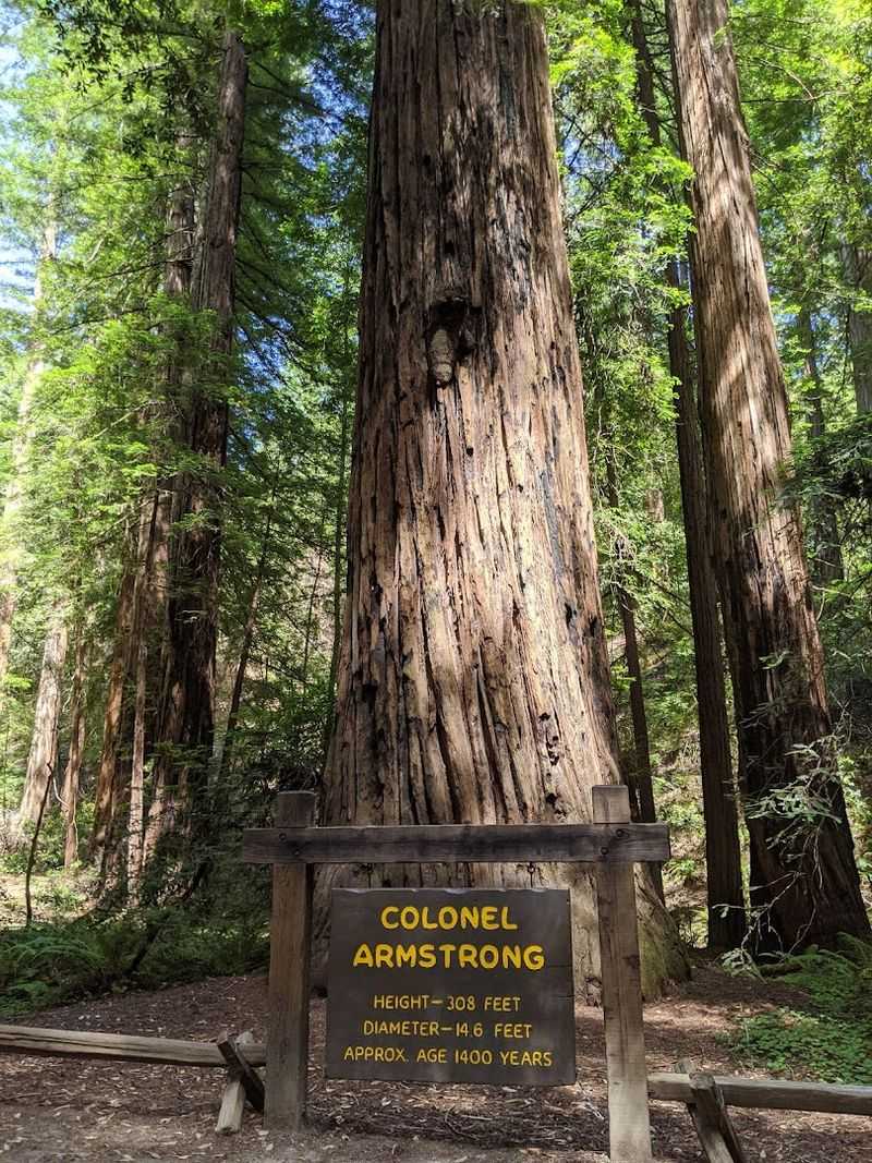 The Colonel Armstrong Tree Is Over 1,400 Years Old