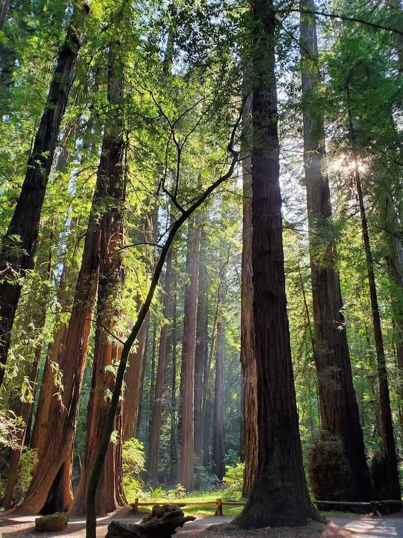 The Reserve Covers 805 Acres Of Ancient Old-Growth Forest