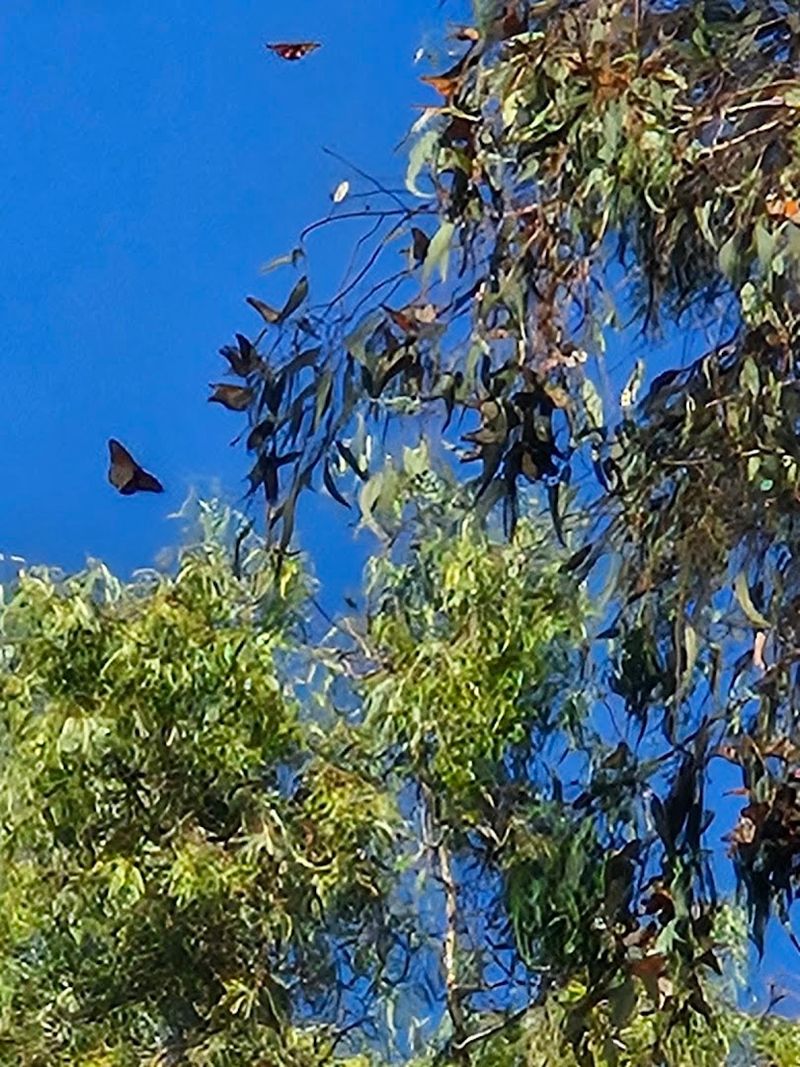California's Only State Monarch Butterfly Preserve Is Right Here
