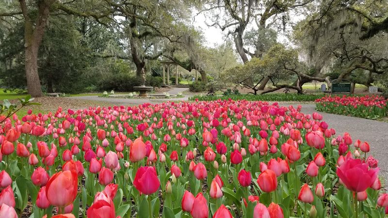 The Floral Heartbeat Of The Whole Celebration