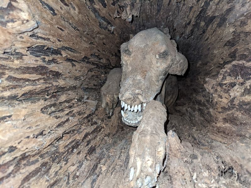 Stuckie the Mummified Dog