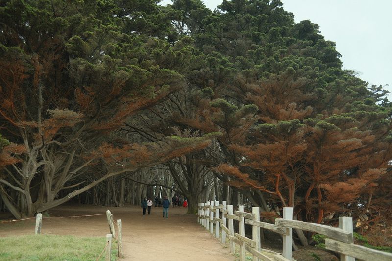 Part Of The Fitzgerald Marine Reserve Ecosystem
