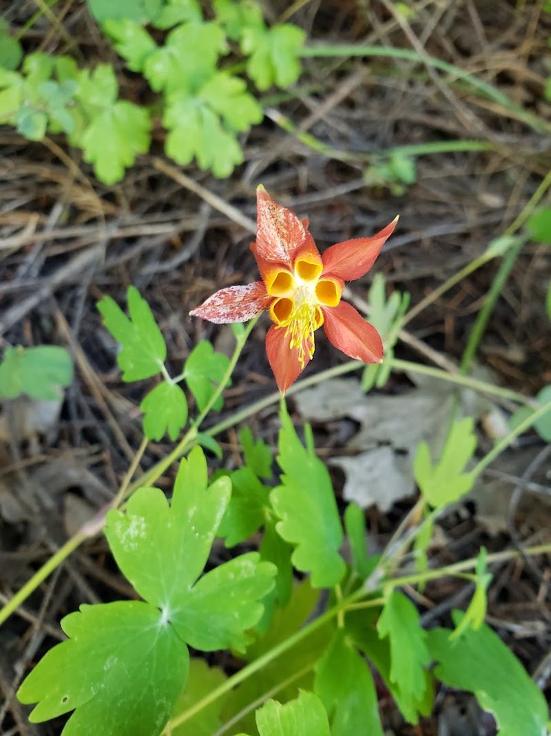 13 Species Of Wild Orchids Grow Inside The Park