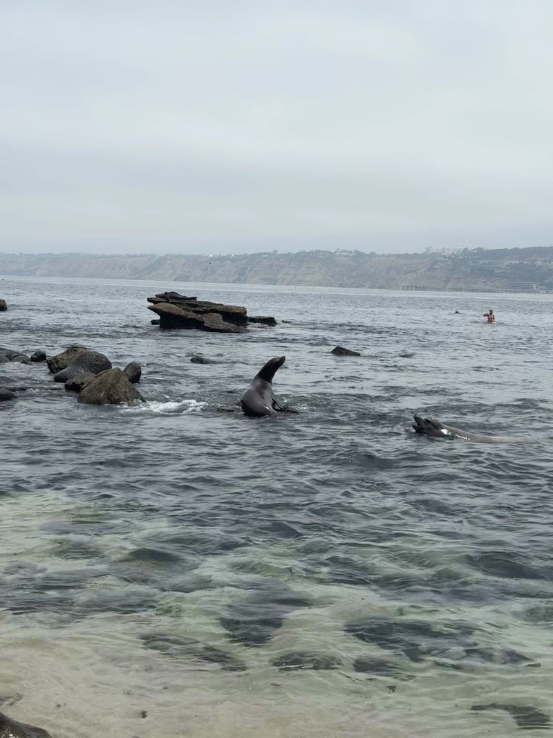 Gray Whales Can Often Be Seen Close to Shore