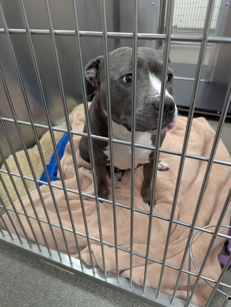 How You Can Help Through Adoption