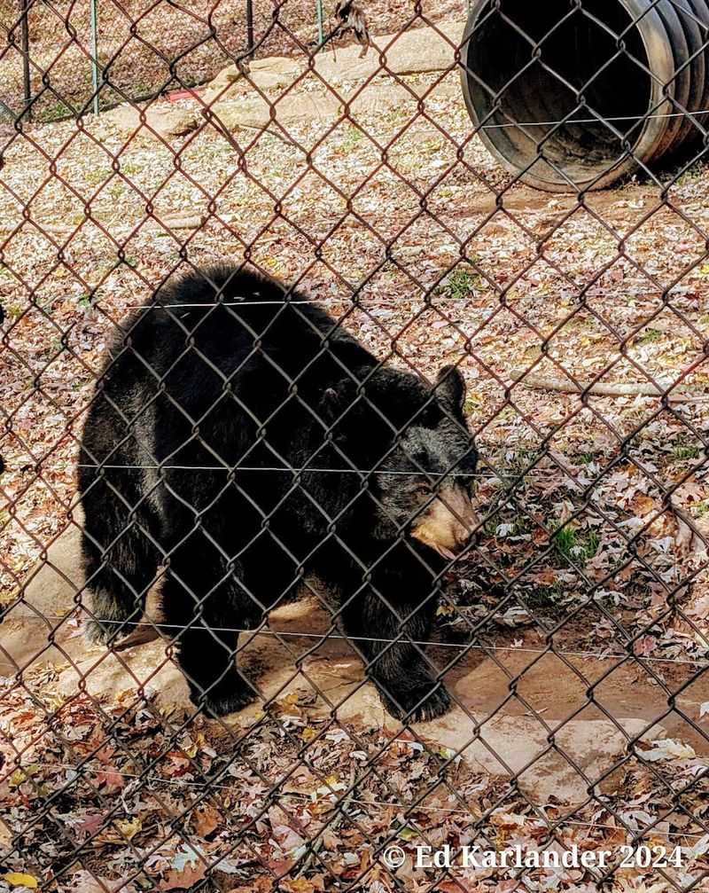 Animal watching rewards patience