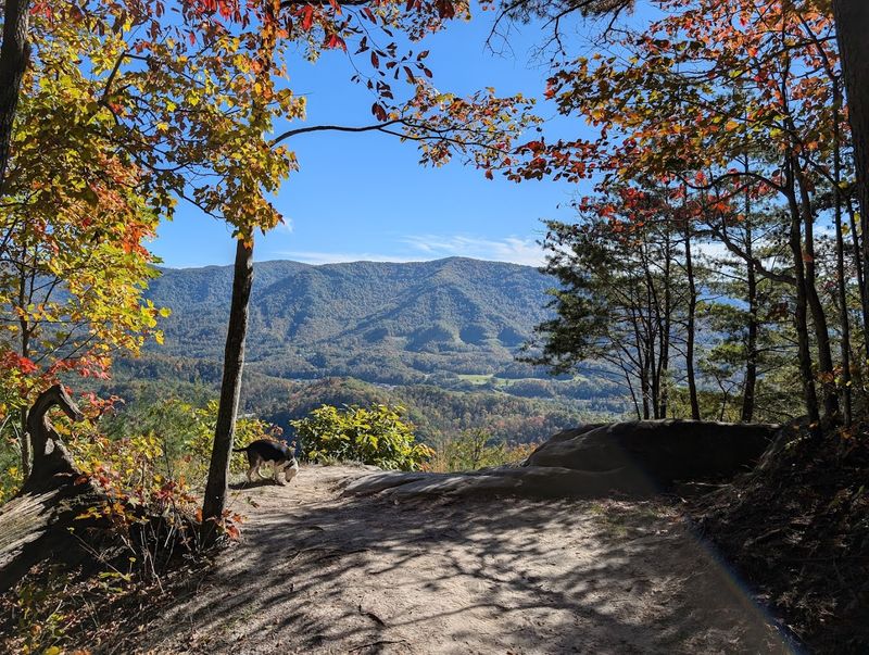 The forested roads make the drive part of the fun