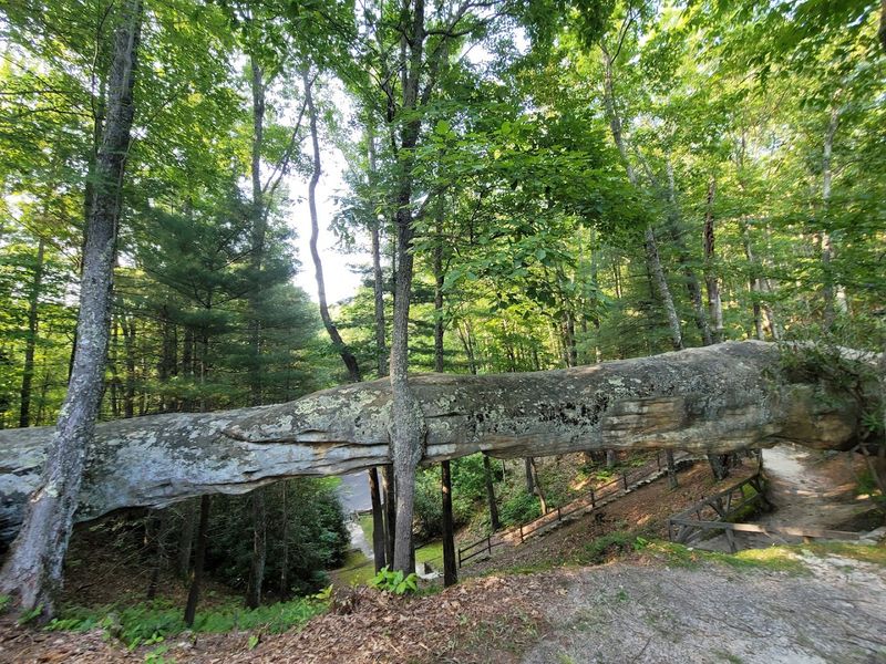 Spring and summer bring a lush green canopy