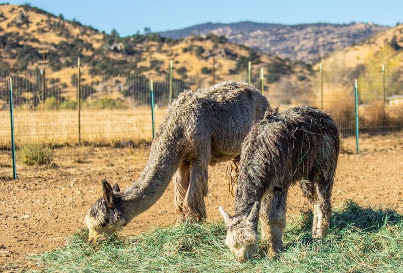 Adorable Alpacas, Tehachapi
