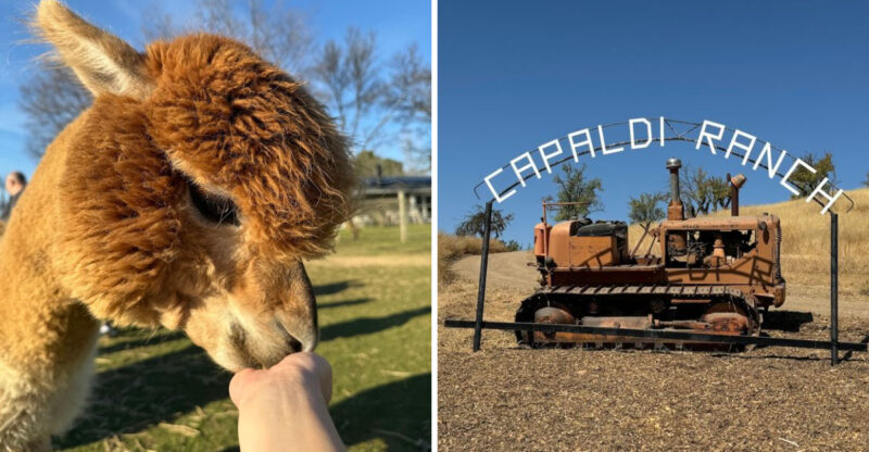 These 10 California Places Let You Hang Out With Alpacas