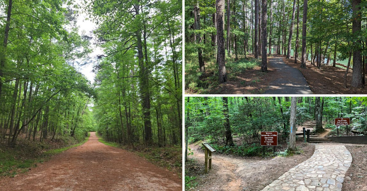 These 15 Dog Friendly Trails In Georgia Are Perfect For A Weekend Adventure - Decor Hint