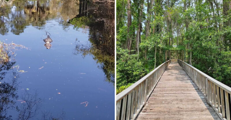 These Boat Rides In Georgia Take You Through True Alligator Territory