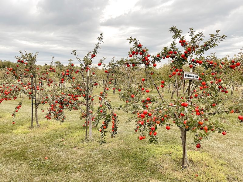 Winterset Cidery