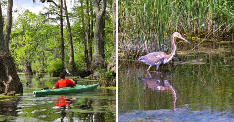 These North Carolina Kayaking Spots Feel Like Another World