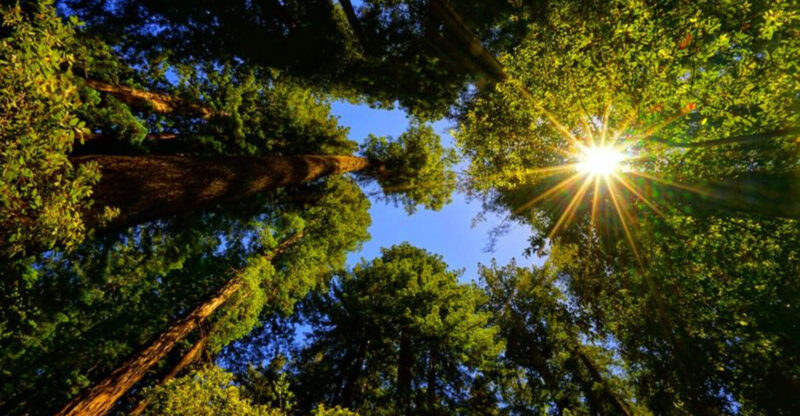 This 805-Acre California Park Lets You Walk Through One Of The Most Beautiful Redwood Forests In The State