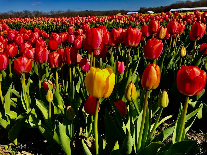 Wicked Tulips Flower Farm In Preston Connecticut