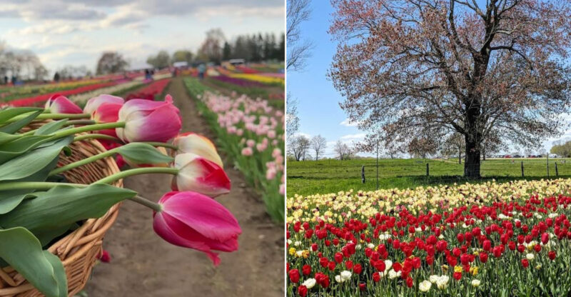 This Connecticut Tulip Farm Is Bursting With Color You Have To See