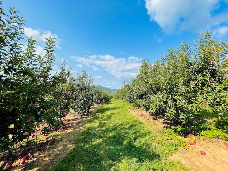 This Cozy Georgia Town Is Where Apple Pie And Calm Days Go Hand In Hand - Decor Hint The Apple Capital Worth Every Mile
