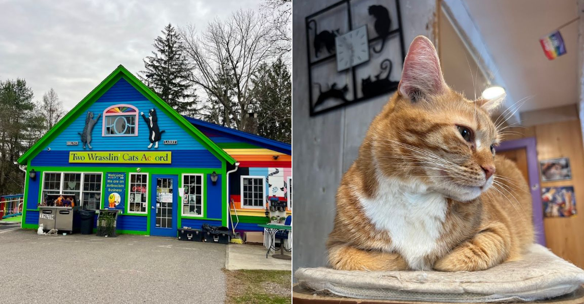 This Delightful Cat Cafe In Connecticut Will Make Your Day Infinitely Better - Decor Hint
