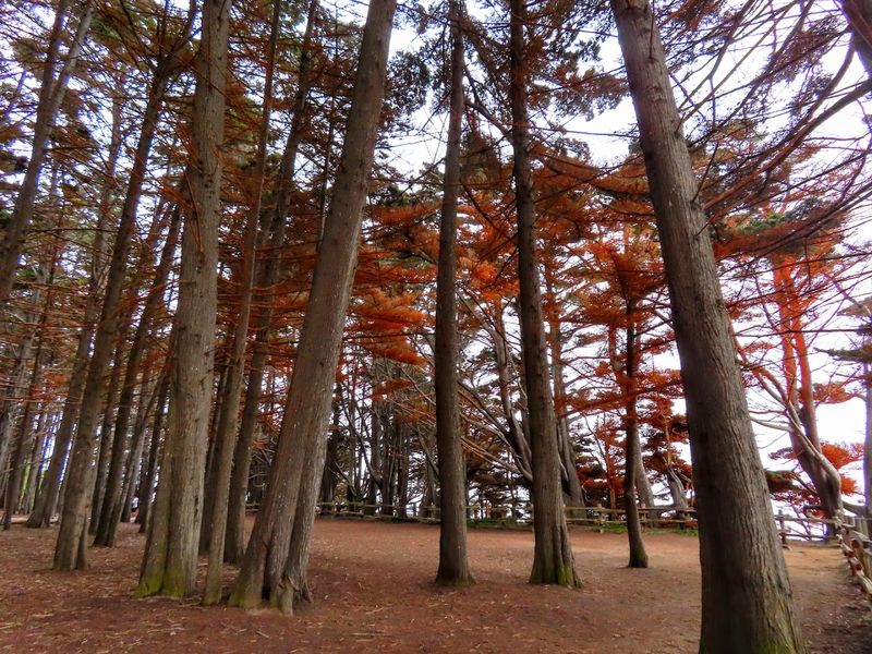 A Natural Canopy Unlike Anything Else On The California Coast
