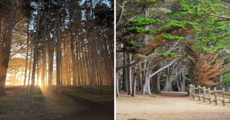 This Enchanting 0.5-Mile Tree Tunnel In California Looks Like Something Straight Out Of A Storybook