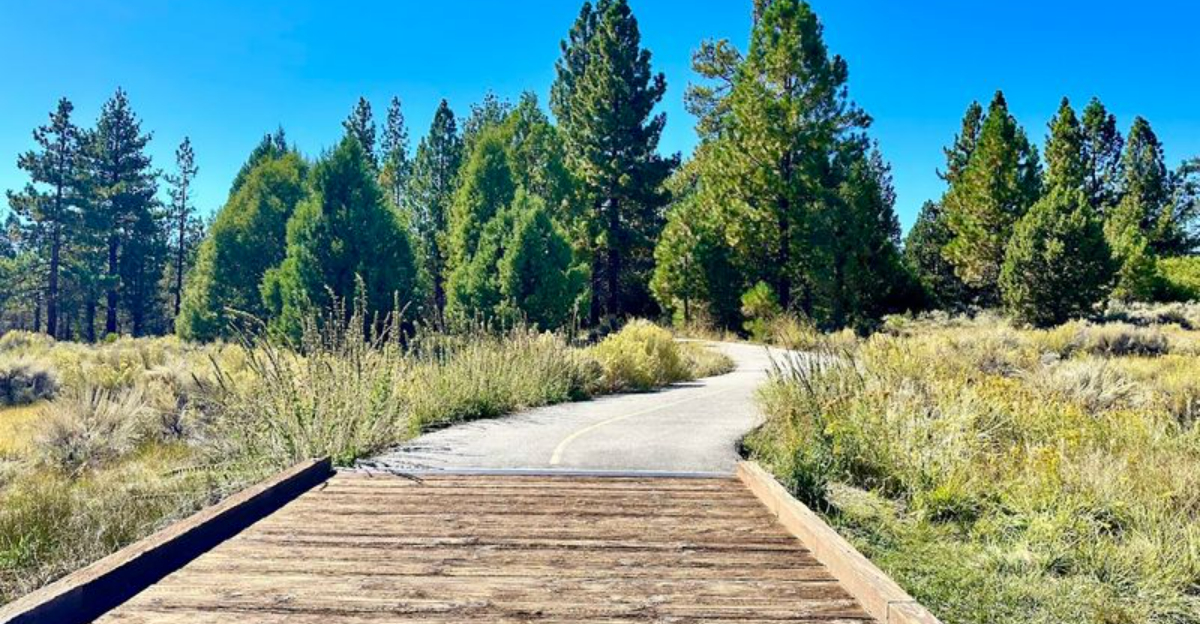 This Forest Bike Trail In California Is Ideal For A Peaceful Ride - Decor Hint