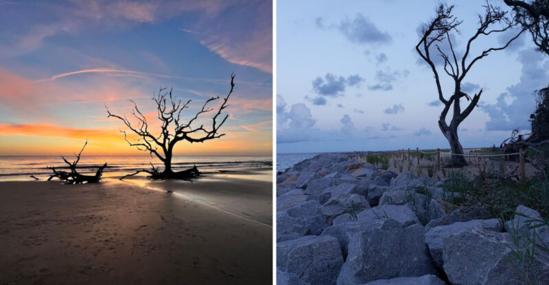 This Georgia Beach Looks Like A Post-Apocalyptic Movie Set Covered In Giant Driftwood
