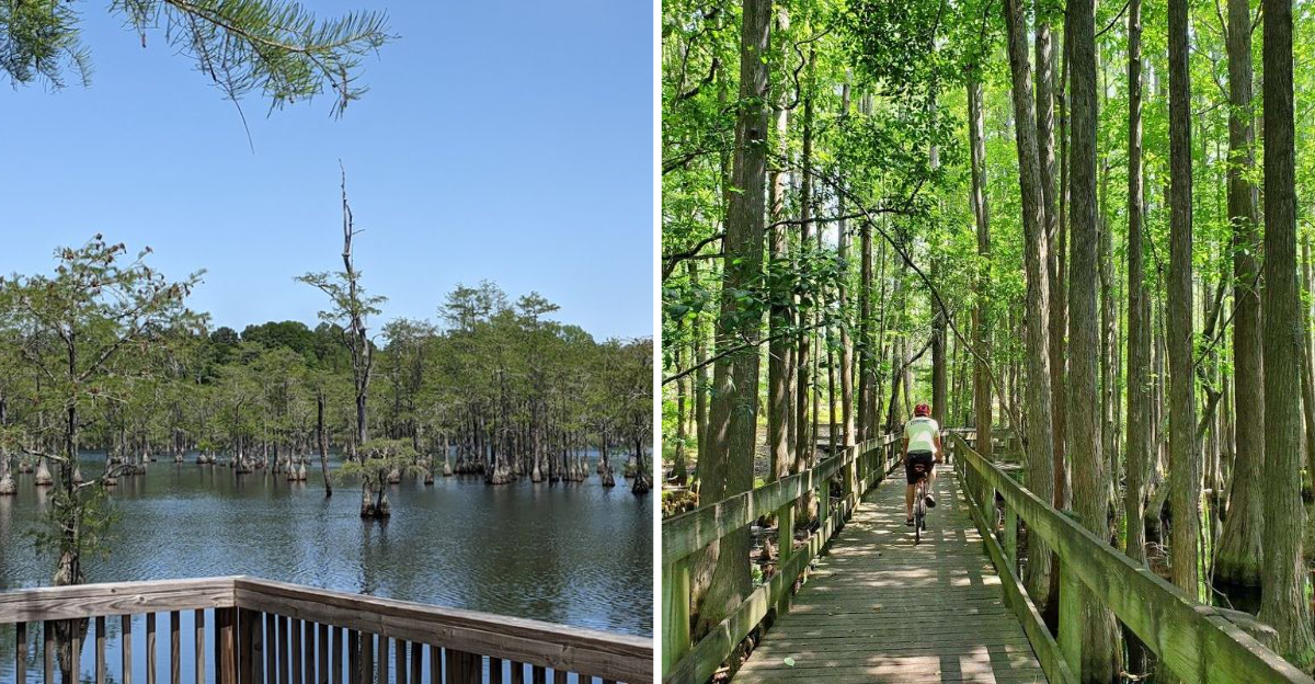 This Georgia Swamp Feels Like A Mirror Covered Cypress Escape - Decor Hint