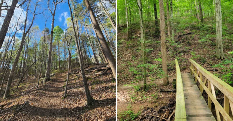 This Hidden Forest In Georgia Feels Like A Secret World Just Beyond The City