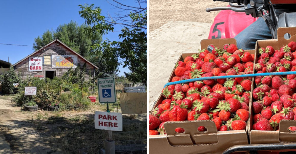 Stop Berry This Idaho Berry Farm Is A Sweet Summer Stop For Strawberry Picking