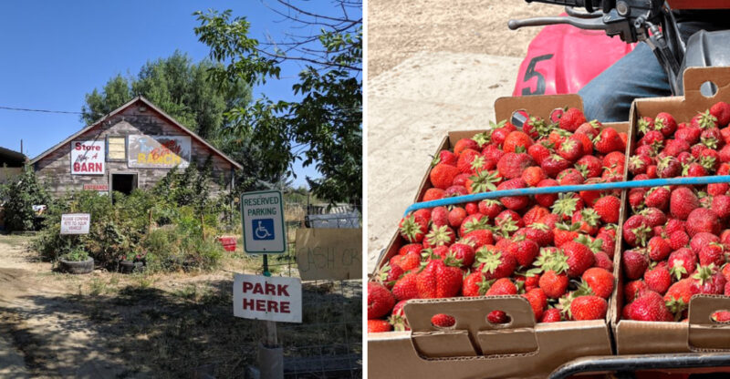 This Idaho Berry Farm Is A Sweet Summer Stop For Strawberry Picking