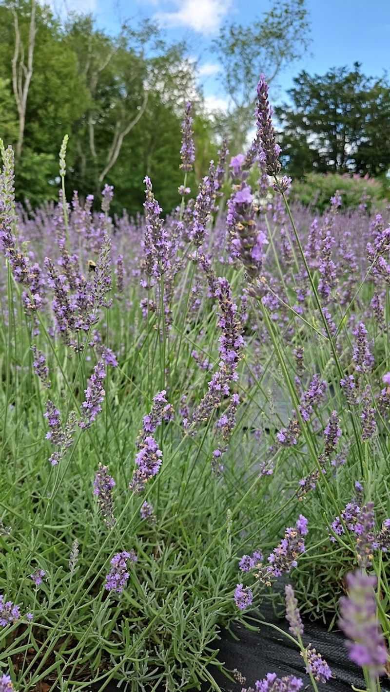 Discover Tranquility At Sunshine Lavender Farm
