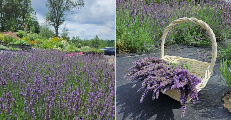 This Lavender Farm In Connecticut Smells Like Heaven On Earth