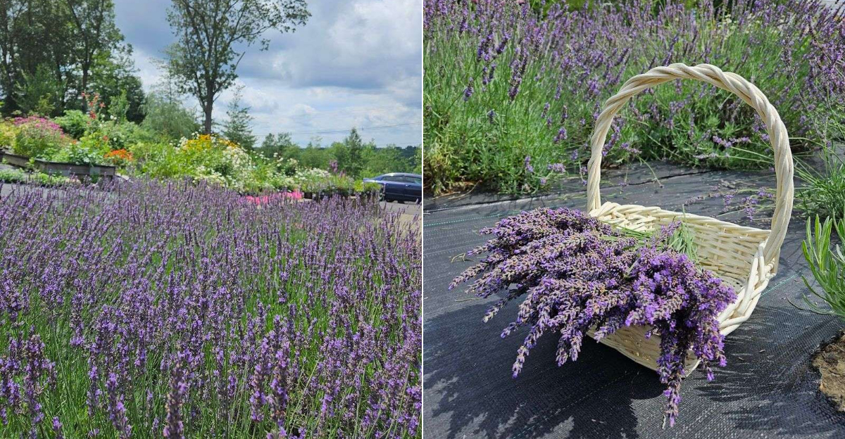 This Lavender Farm In Connecticut Smells Like Heaven On Earth - Decor Hint