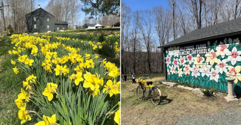 This Must-Visit Connecticut Flower Farm Makes The Perfect Spring Day Trip