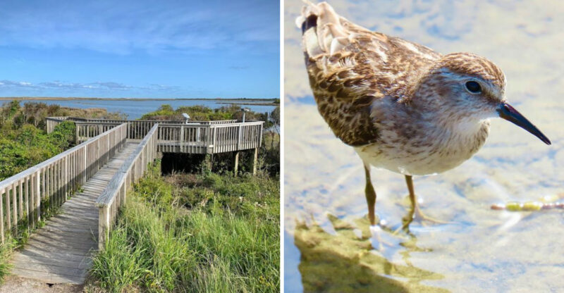 This North Carolina Bird Refuge Draws Photographers Every Spring During Nesting Season