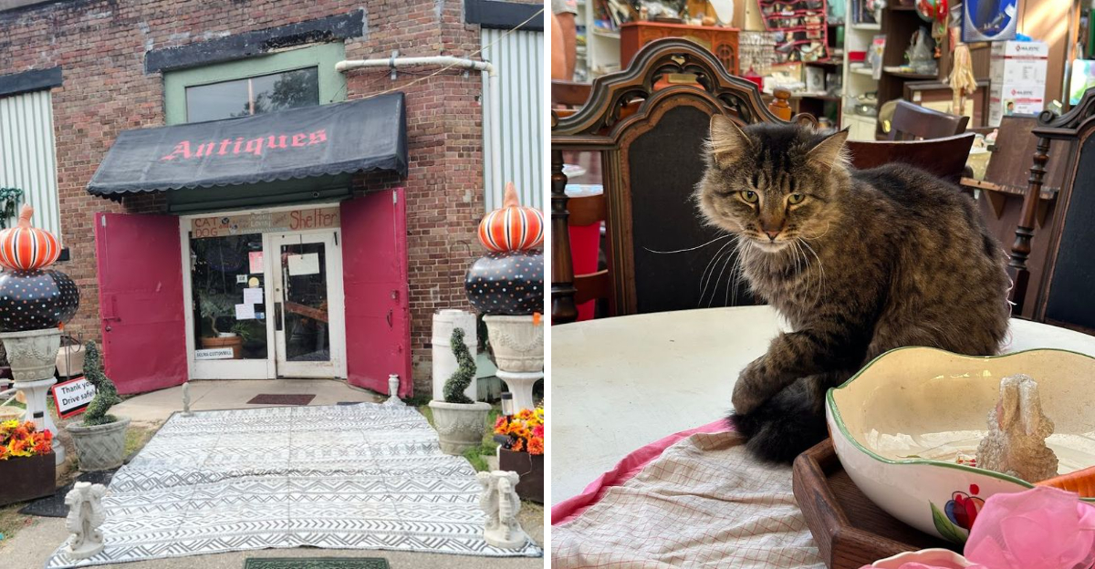 This North Carolina Flea Market Has Rescue Cats Wandering The Aisles - Decor Hint