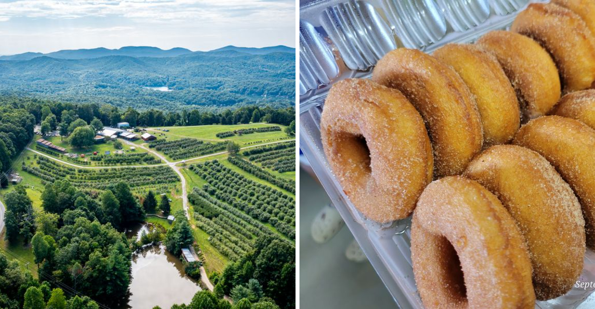 This North Carolina Orchard Is Famous For Apple Cider Donuts Worth Driving Across The State For - Decor Hint